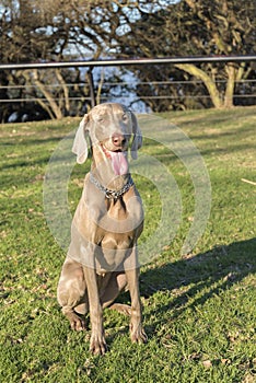 Weimaraner Sitting Looking