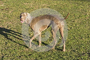 Weimaraner Standing Profile 03