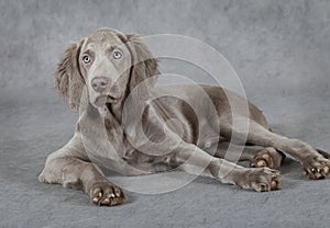 Weimaraner, three months old