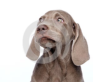 Weimaraner on white