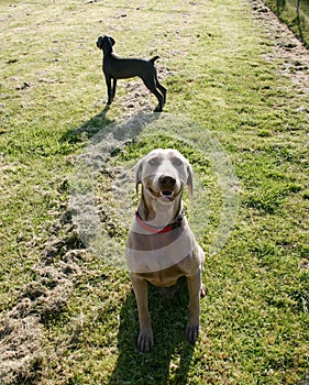 Weimaraners