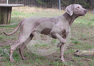 Weimarener dog in pointing pose