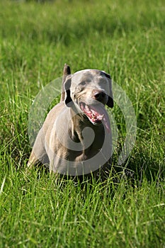 Weimeraner dog in long green grass
