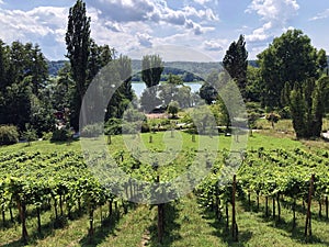 Wein Trail or Wein-Erlebnispfad Flower Island Mainau on the Lake Constance or Die Blumeninsel im Bodensee