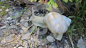 Weinbergschnecke