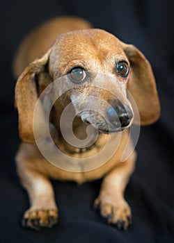 Weiner Dog Posed Eye Contact