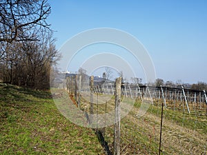Vineyard in early spring.