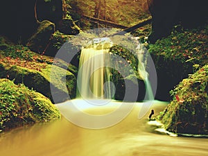 Weir in mountain stream. Colorful leaves on stones into water. Mossy boulders.