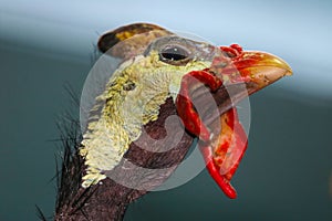 Weird head with casque and red wattles of a helmeted guineafow in profile view