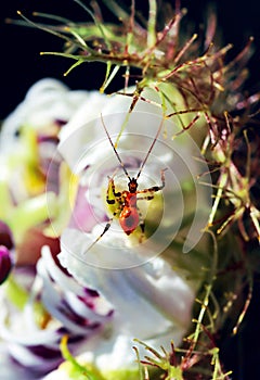 Weird insect on flowering passion flower blossoms close-up. Swamp or river wild passiflora or passion vines and a bug.