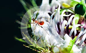 Weird insect on flowering passion flower blossoms close-up. Swamp or river wild passiflora or passion vines and a bug.