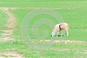 Weird looking sheep is grazing green grass in Phan Rang, Ninh Thuan, Vietnam