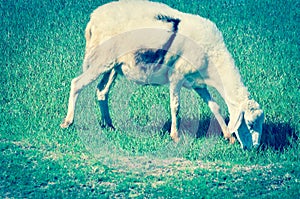 Weird looking sheep is grazing green grass in Phan Rang, Ninh Thuan, Vietnam