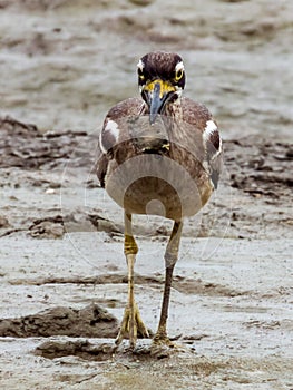 Beach Stone Curlew in Queensland Australia photo