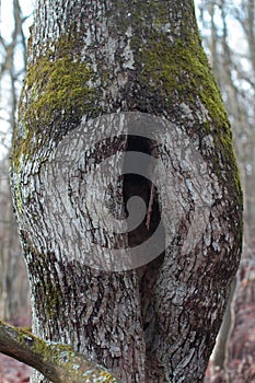 Weird oak tree trunk with funny leg shape, winter time