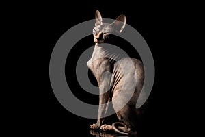 Weird Sphynx Cat Sitting Curious squints Isolated on Black Background