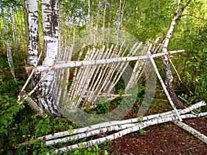 Weird thing made out of birch trees in forest photo