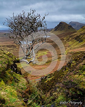 Weird tree with an awesome view