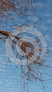 Weird tree below blue puffy sky