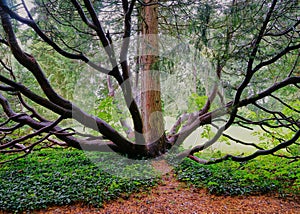 Octopus Like Tree with multiple Trunks photo