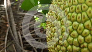 When the weirdness of jackfruit peel is spread around