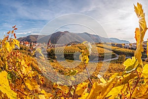 Weissenkirchen village with autumn vineyards in Wachau valley, Austria