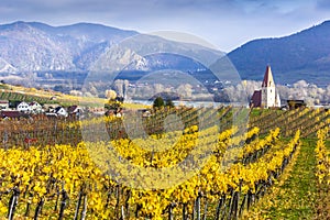 Weissenkirchen. Wachau valley. Lower Austria. Autumn colored leaves and vineyards. photo