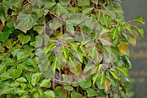 Weissensee Jewish Cemetery European ivy growing on a tree closeup in Berlin Germany