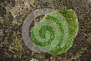 Weissensee Jewish Cemetery European moss growing on a rock closeup in Berlin Germany