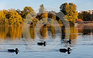 Weissensee Lake Berlin in Autumn