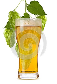 Weizen glass with light Golden beer with bubbles and foam and hops branch plants with cones isolated on white background