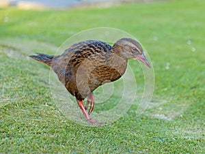 Weka