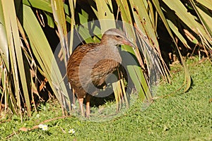 Weka