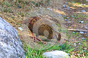 Weka bird