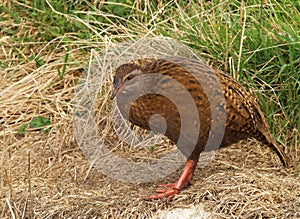 Weka bird