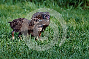 Weka bird familiy, mom feeding her babies. Flightless endemic New Zealand bird