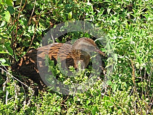 Weka bird New Zealand