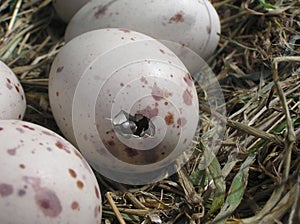 Weka egg hatching