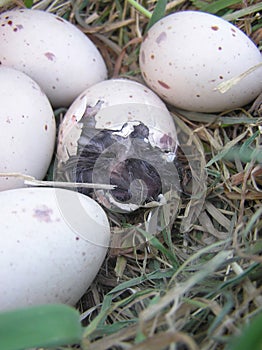 Weka egg hatching