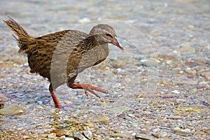 Weka, endemic bird of New Zealand