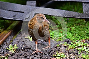 Weka, a flightless bird found in New Zealand