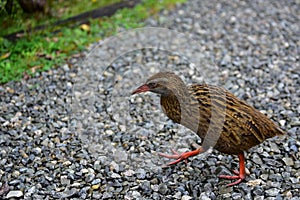 Weka, a flightless bird found in New Zealand