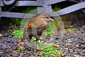 Weka, a flightless bird found in New Zealand