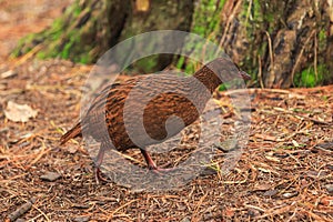 A weka, a flightless bird native to New Zealand