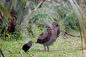 Weka (Gallirallus australis)