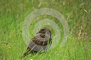 Weka (Gallirallus australis) a flightless bird native to New Zealand