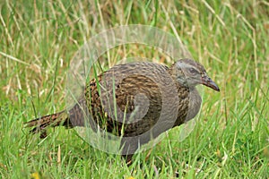 Weka (Gallirallus australis) a flightless bird native to New Zealand