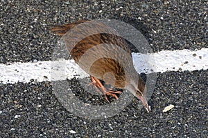 Weka or Gallirallus australis of the rail birds family