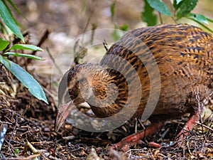 Weka New Zealand Native bird