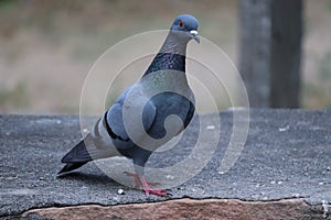 A wel pigeon on rock